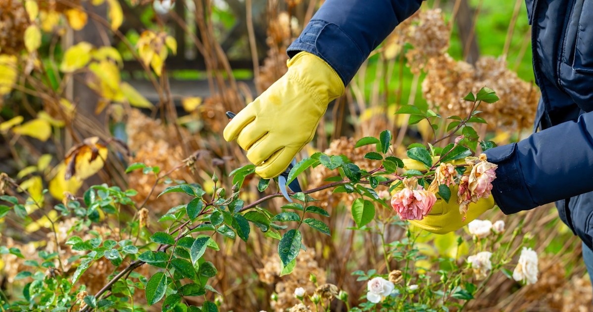 Zrób to z różami jeszcze w listopadzie. Uchronisz je przed czarną plamistością /123RF/PICSEL