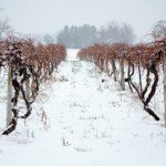 Zrób to z winoroślą w listopadzie. Nawet spory mróz nie będzie jej straszny