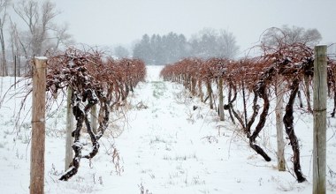 Zrób to z winoroślą w listopadzie. Nawet spory mróz nie będzie jej straszny