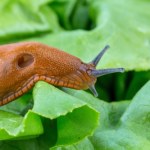 szkodniki w ogrodzie Zrób to z ziemią w ogrodzie. Wiosną nie będzie ani jednego ślimaka
