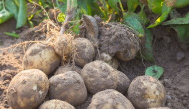 Zrób to z ziemniakami, a będziesz mieć 2 razy więcej plonów. Ten patent zdradziła mi babcia