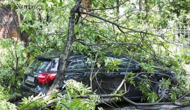 Zróbcie porządek z głupim prawem i drzewami