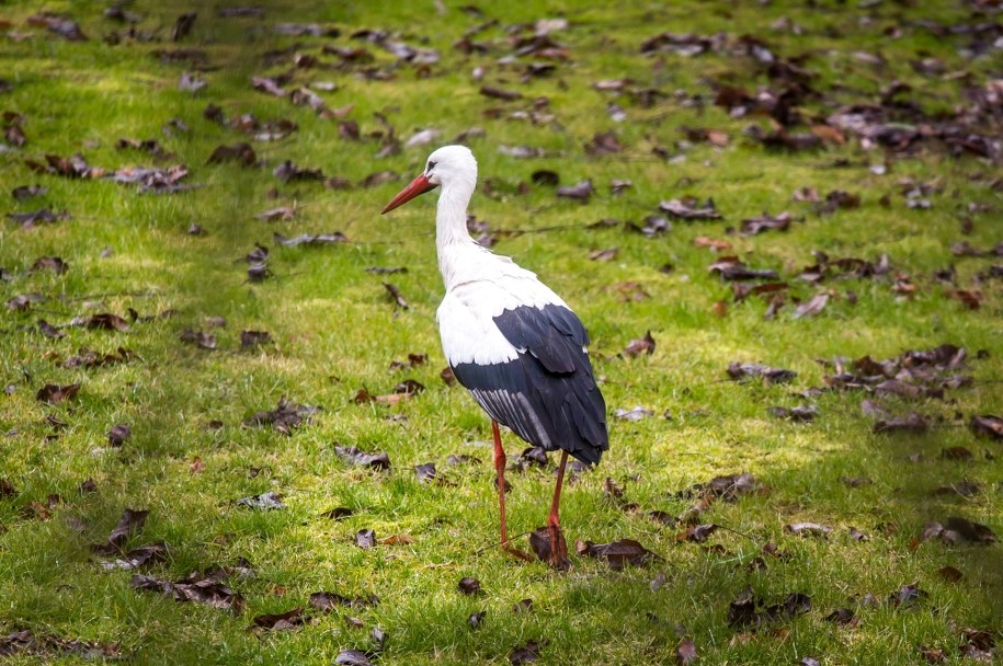 Zrobiło się cieplej, ale na bociany jeszcze chwilę musimy poczekać / 	Tytus Żmijewski    /PAP
