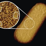 Zrobiono najdokładniejsze zdjęcie bakterii w historii