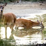 Źródło Tamizy wyschło. Angielska rzeka krótsza o 8 km