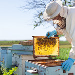 Zrównoważony rozwój i pszczoły