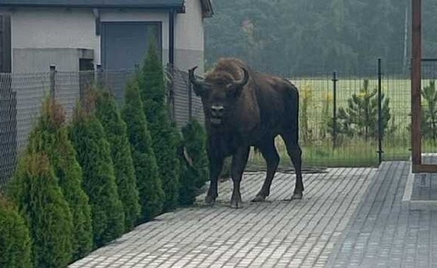Żubr na posesji pod Poznaniem. Skąd się tam wziął?