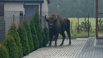 Żubr na posesji pod Poznaniem. Skąd się tam wziął?