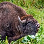 Żubr padł, sześć osób pod nadzorem sanepidu. Podejrzenie choroby zakaźnej