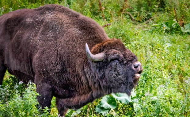 Żubr padł, sześć osób pod nadzorem sanepidu. Podejrzenie choroby zakaźnej
