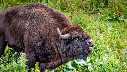 Żubr padł, sześć osób pod nadzorem sanepidu. Podejrzenie choroby zakaźnej