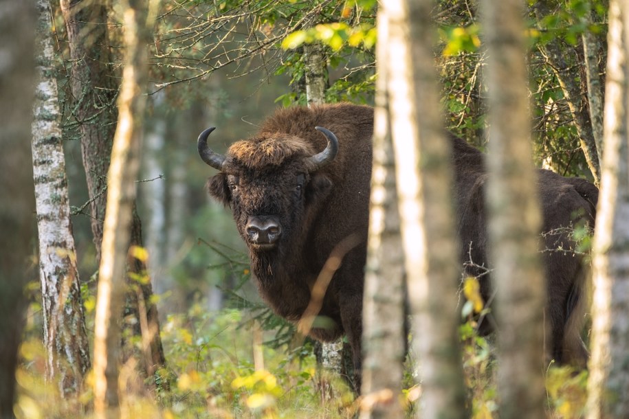 Żubr w Białowieskim Parku Narodowym /Shutterstock