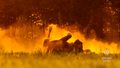 Żubr w ogniu. Niesamowite zdjęcia polskiego fotografa