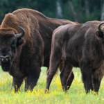 Żubr zaatakował człowieka. "To może się skończyć tragicznie"