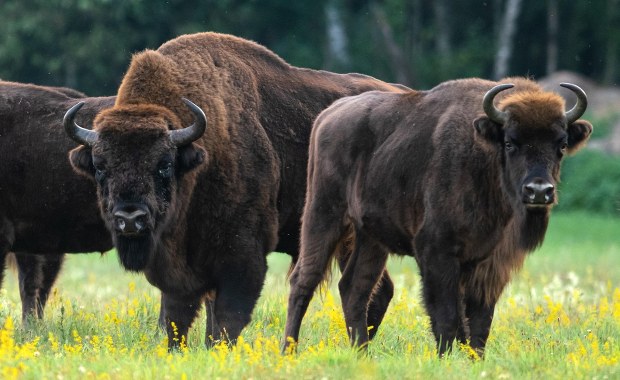 Żubr zaatakował człowieka. "To może się skończyć tragicznie"