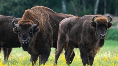 Żubr zaatakował człowieka. "To może się skończyć tragicznie"