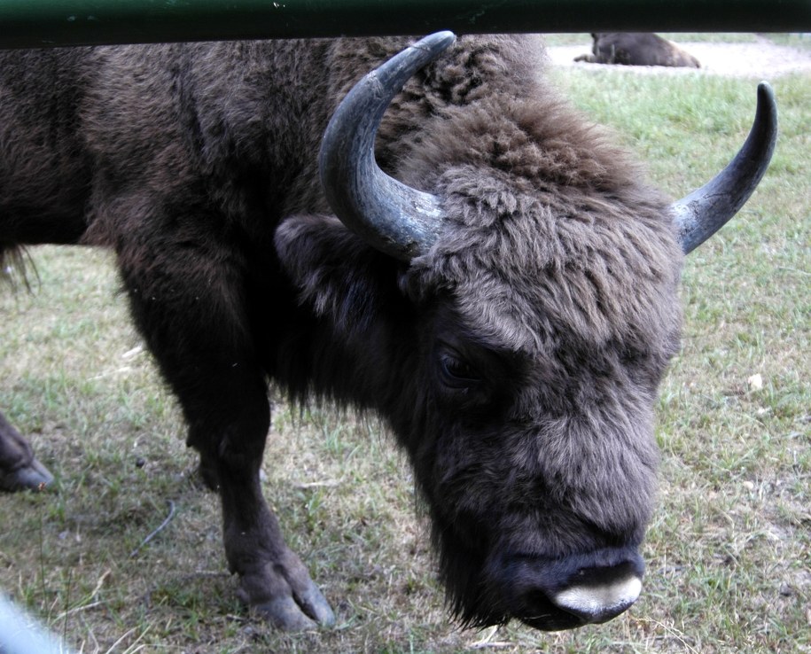 Trzy żubry opuściły rezerwat w Jankowicach. Leśnicy ostrzegają