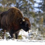 Żubry ucztują na zupełnie nieoczekiwanym przysmaku. Co się dzieje?
