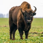 Żubry zostaną poddane eutanazji. Powodem nieuleczalna choroba