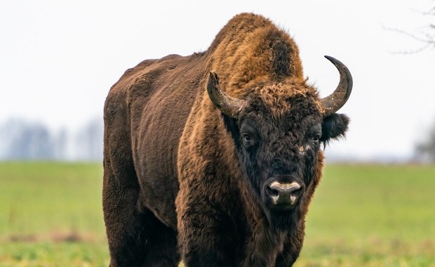 Żubry zostaną poddane eutanazji. Powodem nieuleczalna choroba