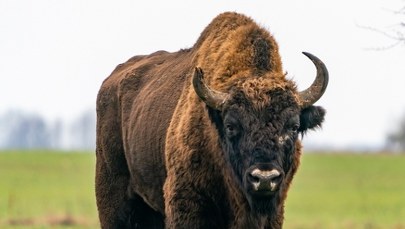 Żubry zostaną poddane eutanazji. Powodem nieuleczalna choroba