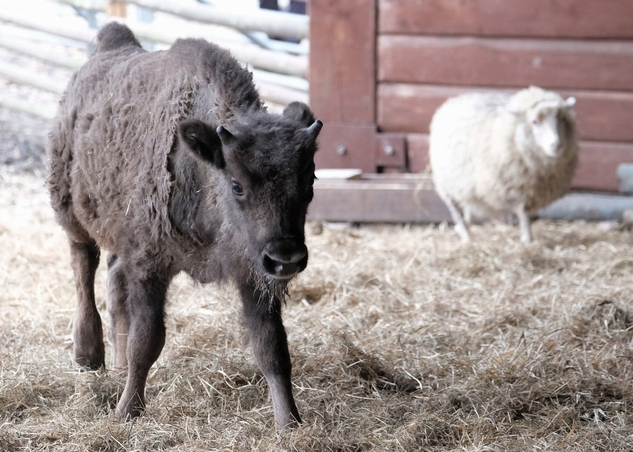 Żubrzątku towarzystwa dotrzymuje owca / 	Andrzej Grygiel    /PAP