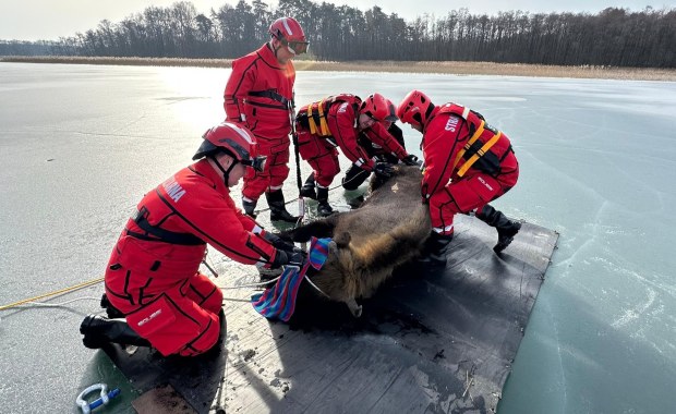Żubrzyca utknęła na lodzie. Niecodzienna akcja na jeziorze