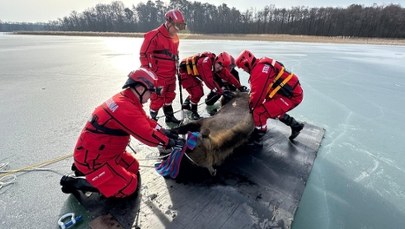 Żubrzyca utknęła na lodzie. Niecodzienna akcja na jeziorze