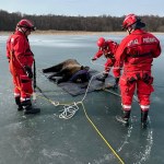 Żubrzyca utknęła na zamarzniętym jeziorze. Strażacy holowali ją 130 metrów