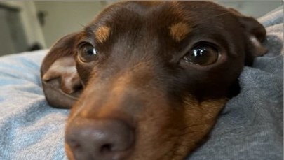 Zuchwała kradzież 16-miesięcznego jamnika. 46-latek zatrzymany