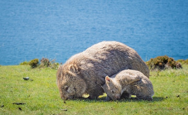 Zuchwała ucieczka z wombatem w roli głównej. Internet nie wybacza!