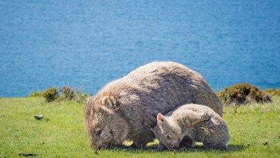 Zuchwała ucieczka z wombatem w roli głównej. Internet nie wybacza!
