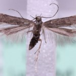 Zupełnie nowy owad odkryty w Europie. Co to w ogóle jest?