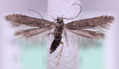 Zupełnie nowy owad odkryty w Europie. Co to w ogóle jest?