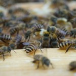 Zupełnie nowy sposób na ochronę uli. Będą udawać nietoperze