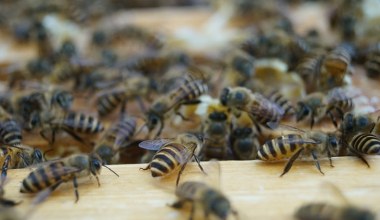Zupełnie nowy sposób na ochronę uli. Będą udawać nietoperze