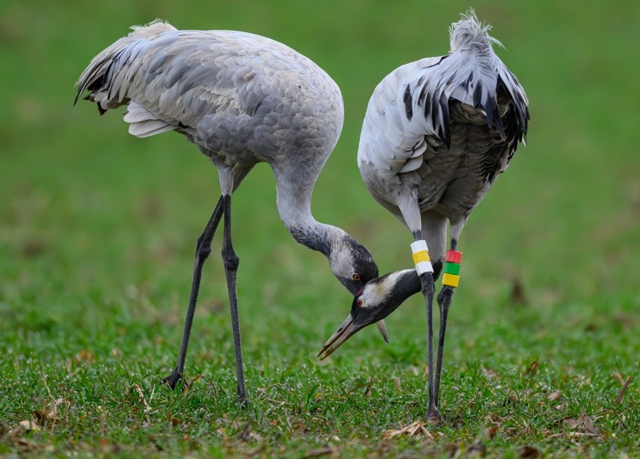 Żuraw zwyczajny /Patrick Pleul/DPA /PAP