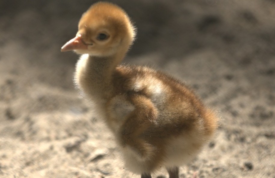 Żurawie białoszyje to nieco dalsi krewni naszych rodzimych żurawi zwyczajnych /Remigiusz Koziński/Nowe Zoo w Poznaniu /