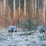 Żurawie nocują na wiślanych wyspach. Co się dzieje?