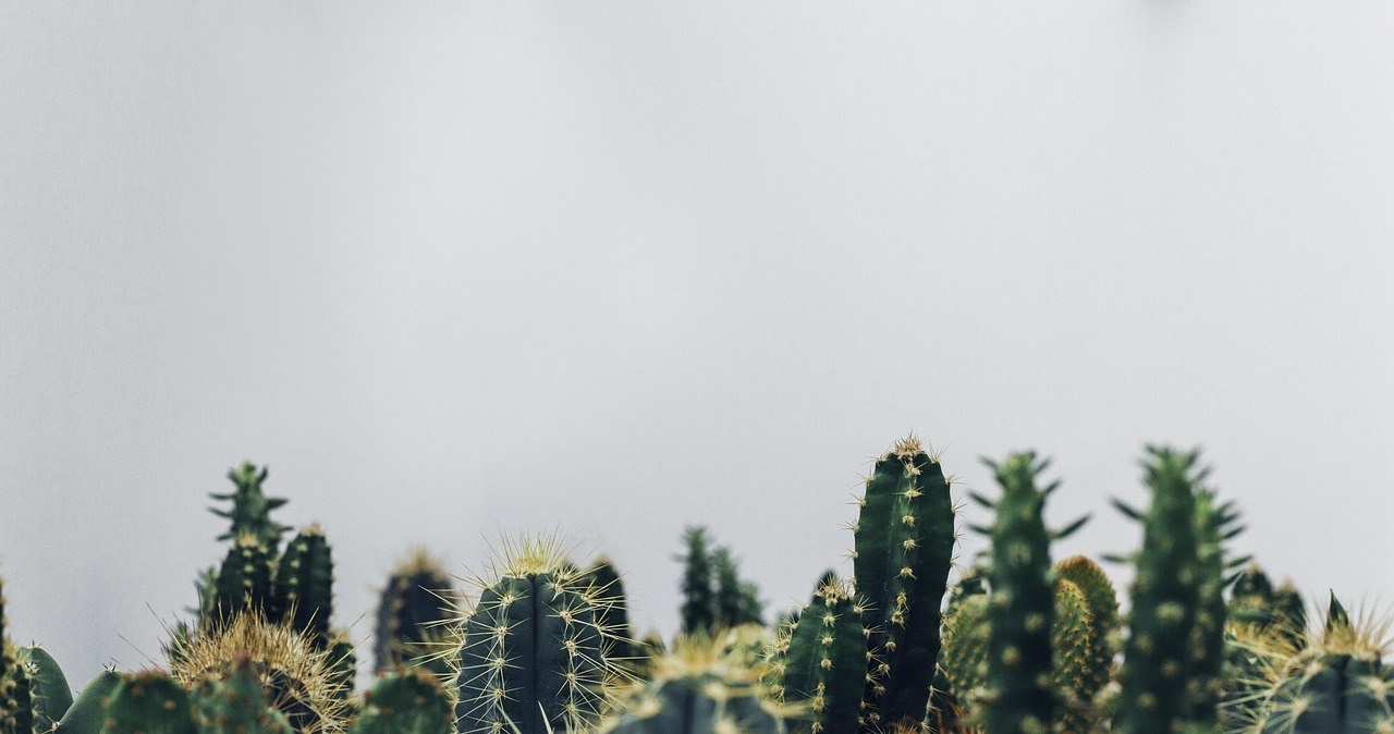 Зверніть увагу на природне середовище існування кактусів - варто відтворити схожі умови для них в вашому домі /pixabay.com