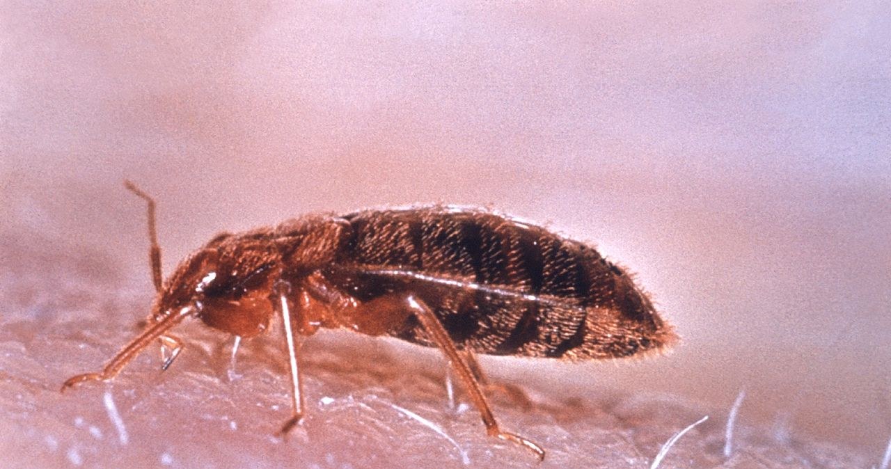 Звична річ у спальні - магніт для постільних клопів /pixabay.com