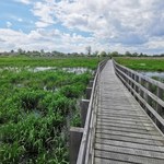 Zwą ją Perłą Podlasia nie bez powodu. Unikatowa kładka przyciąga turystów jak magnes  