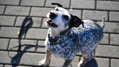 Zwęszył ok. 2,5 tony narkotyków. Pies Edek przechodzi na emeryturę