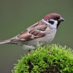 Zwiastują zmianę pory roku lub kataklizm. Ptasie zwyczaje mogą nas wiele nauczyć