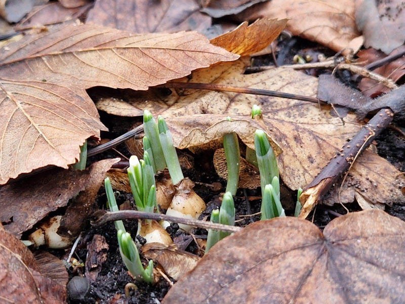 Zwiastujące wiosnę rośliny można już wypatrzyć w Parku Nadmorskim. /miastokolobrzeg.pl /