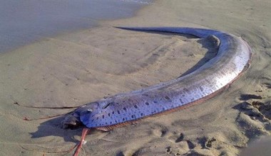 Zwiastuje katastrofę albo kataklizm? Mieszkańcy zauważyli na plaży zły omen