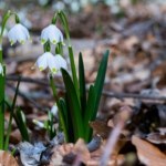 Zwiastun wiosny pojawił się w górach. Tworzy dywany kwiatów