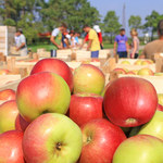 Związek Sadowników RP: Trudna sytuacja na rynku jabłek