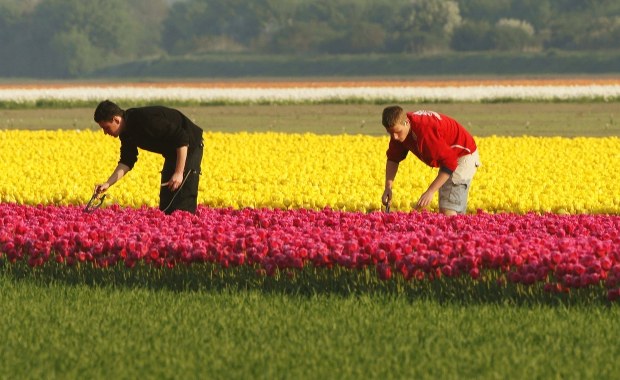 Związki zawodowe alarmują: Fatalna sytuacja migrantów zarobkowych w Europie