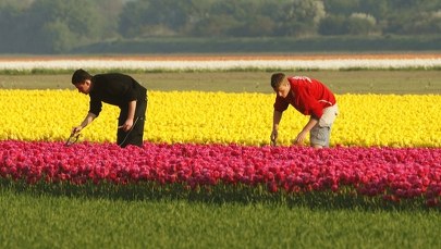 Związki zawodowe alarmują: Fatalna sytuacja migrantów zarobkowych w Europie